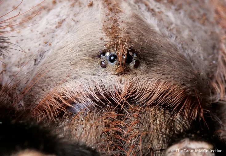 16260 tarantula eyesight