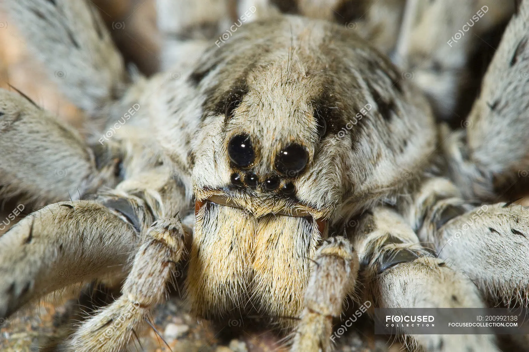 16260 tarantula molting