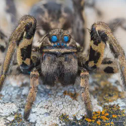 /img/16260-tarantula-vision.webp