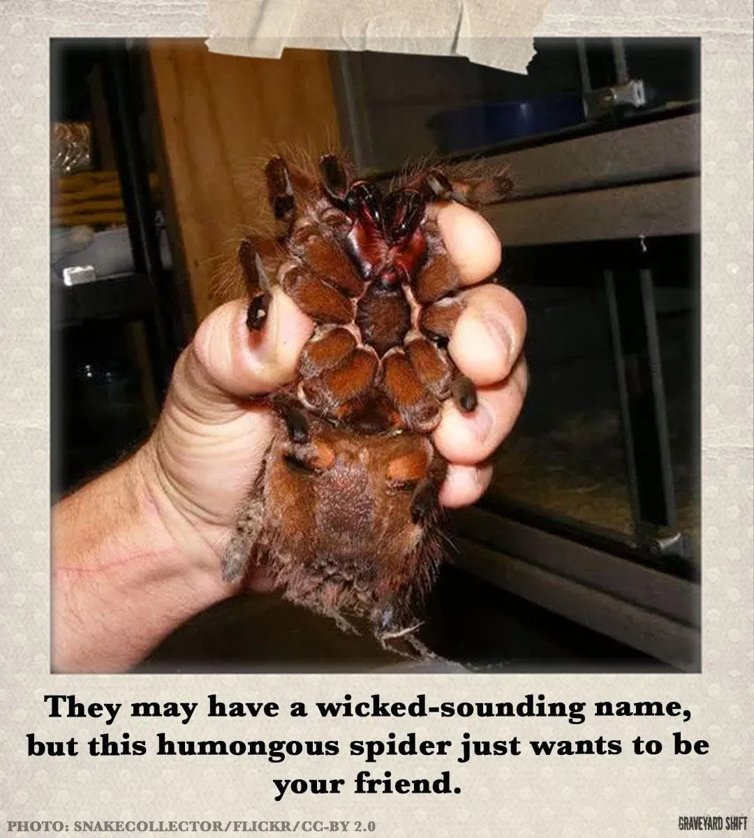 16261 goliath birdeater habitat