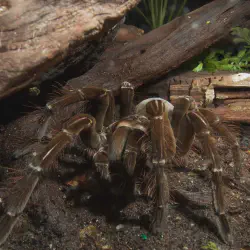 /img/16261-goliath-birdeater-irritation.webp