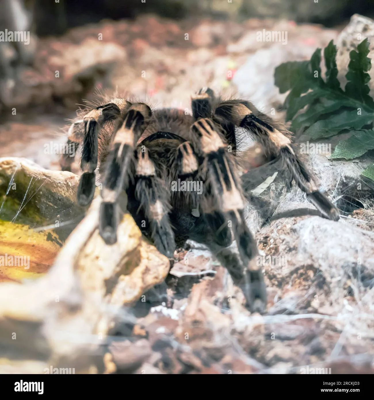 16261 goliath birdeater tarantula 1