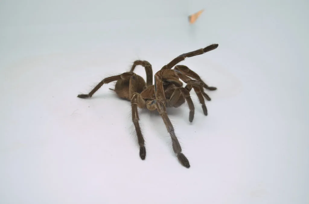16261 goliath birdeater tarantula 2