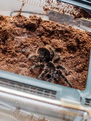 16262 curly hair tarantula feeding
