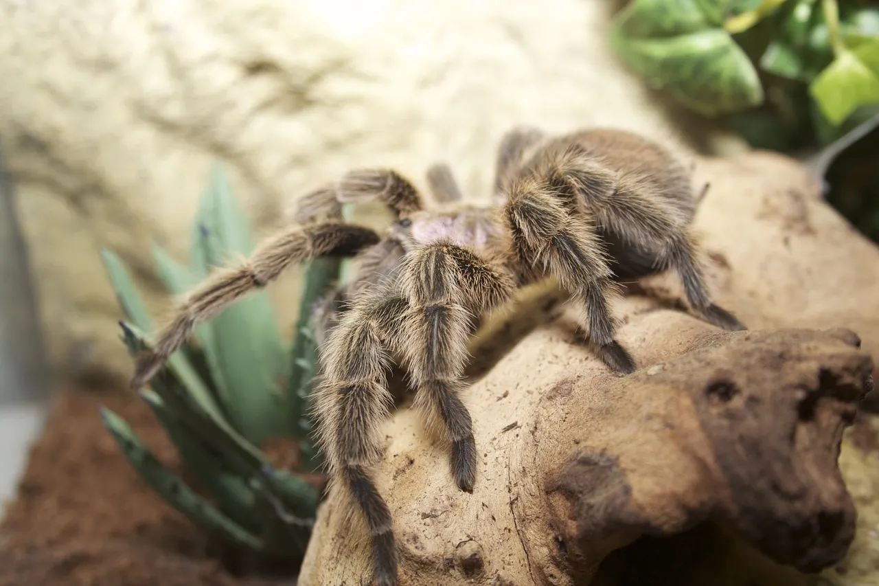 16263 chilean rose tarantula drinking water