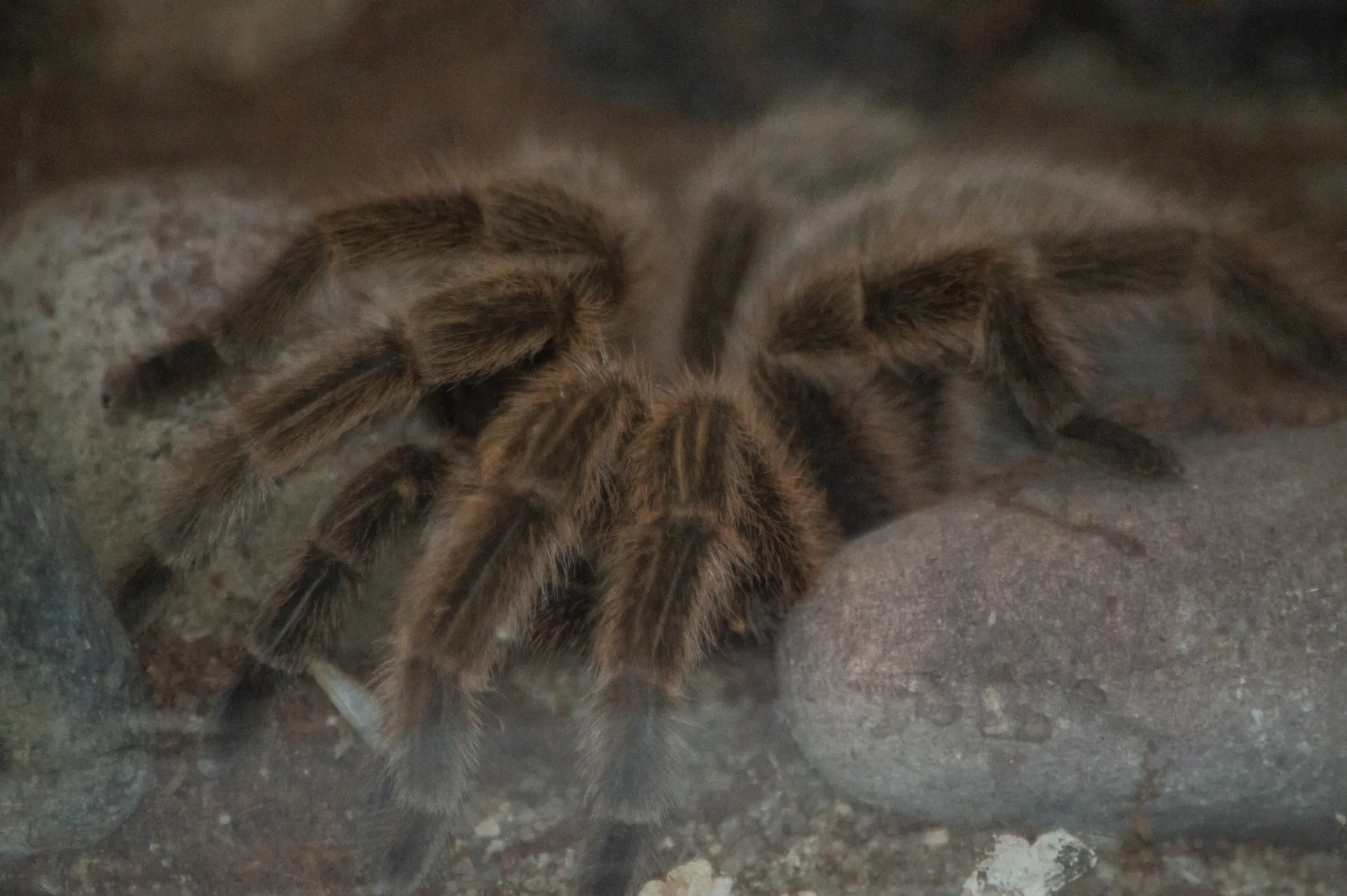 /img/16263-chilean-rose-tarantula-feeding.webp