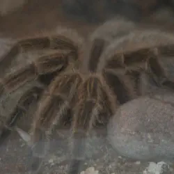 /img/16263-chilean-rose-tarantula-feeding.webp