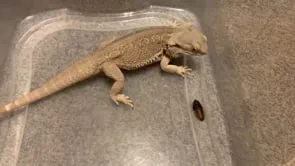 16264 small tarantula species