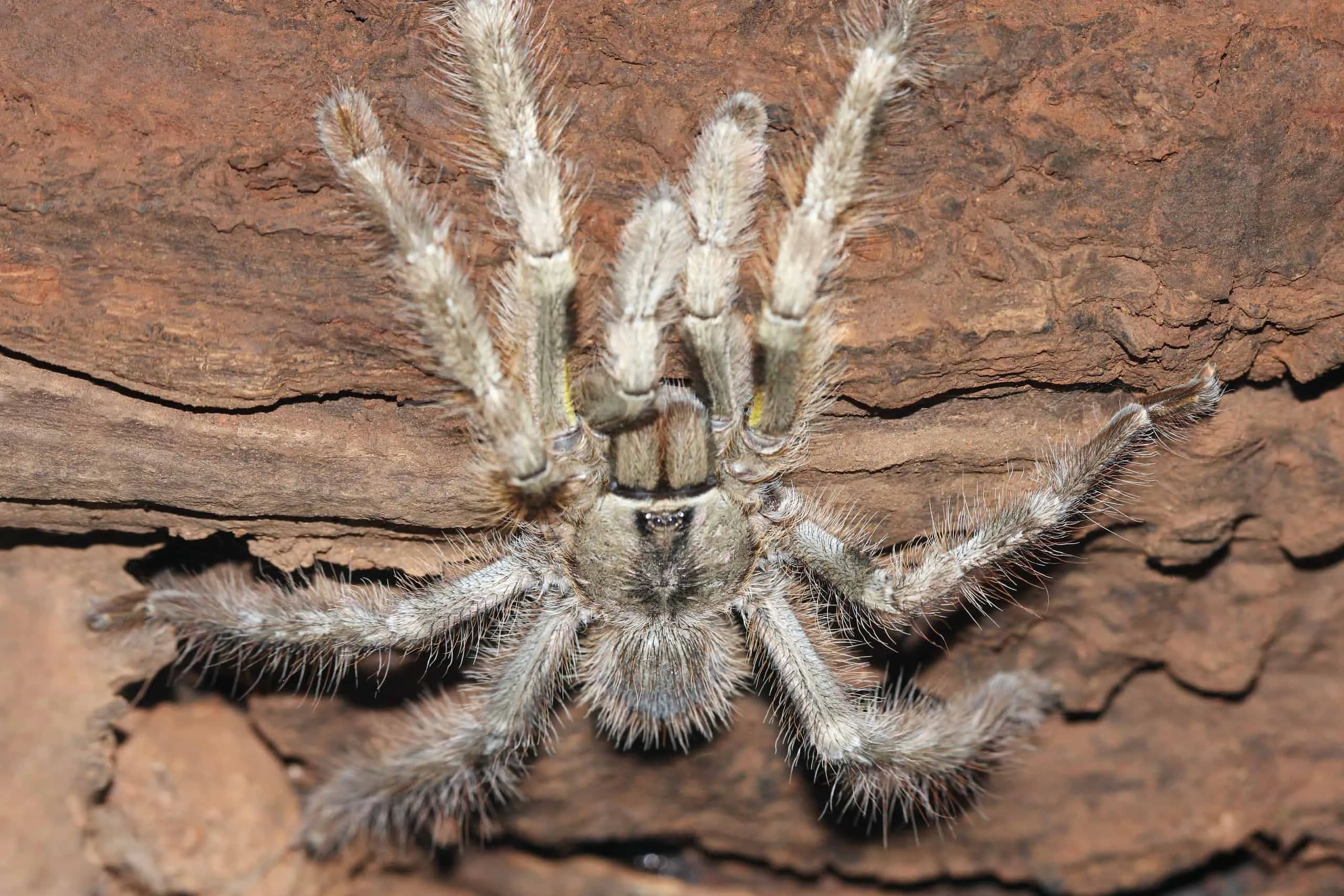 /img/16264-tarantula-molting.webp