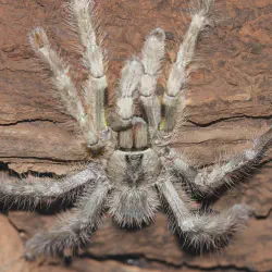 /img/16264-tarantula-molting.webp