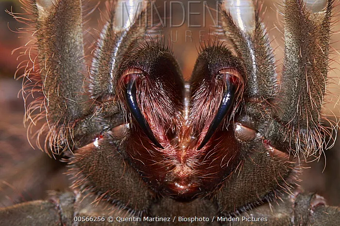 /img/16265-tarantula-anatomy.webp