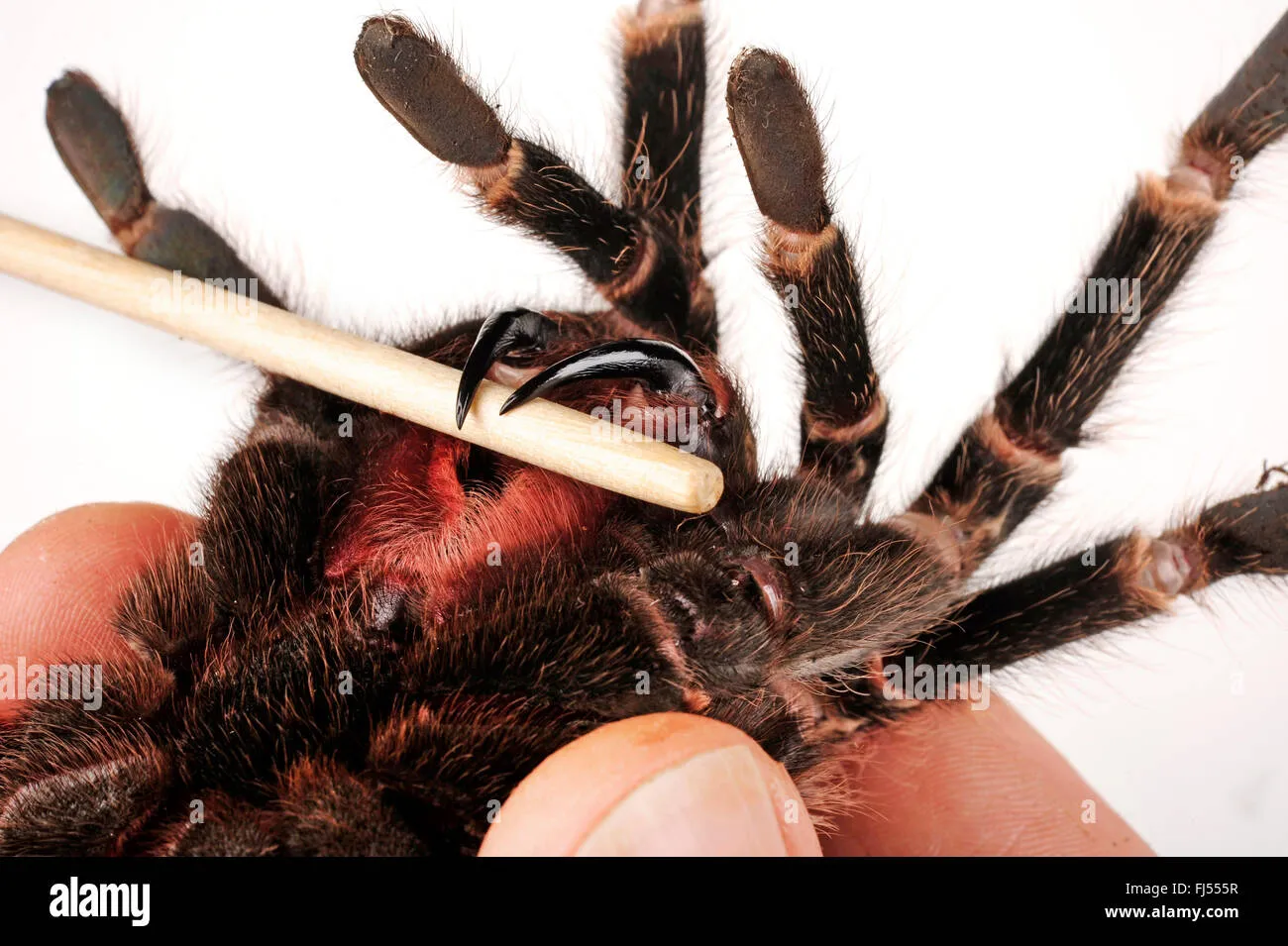 16265 tarantula captivity