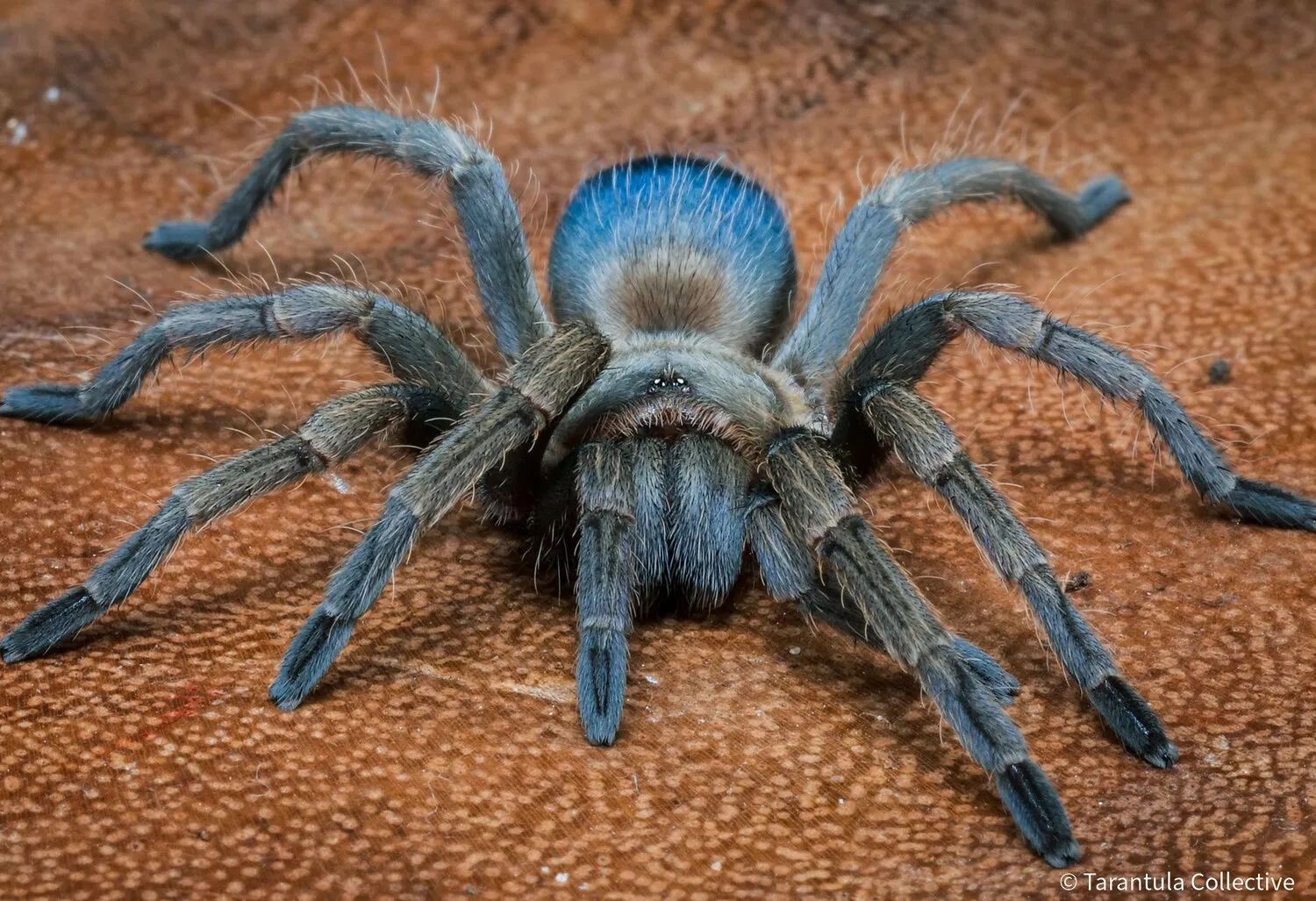 16266 healthy tarantula