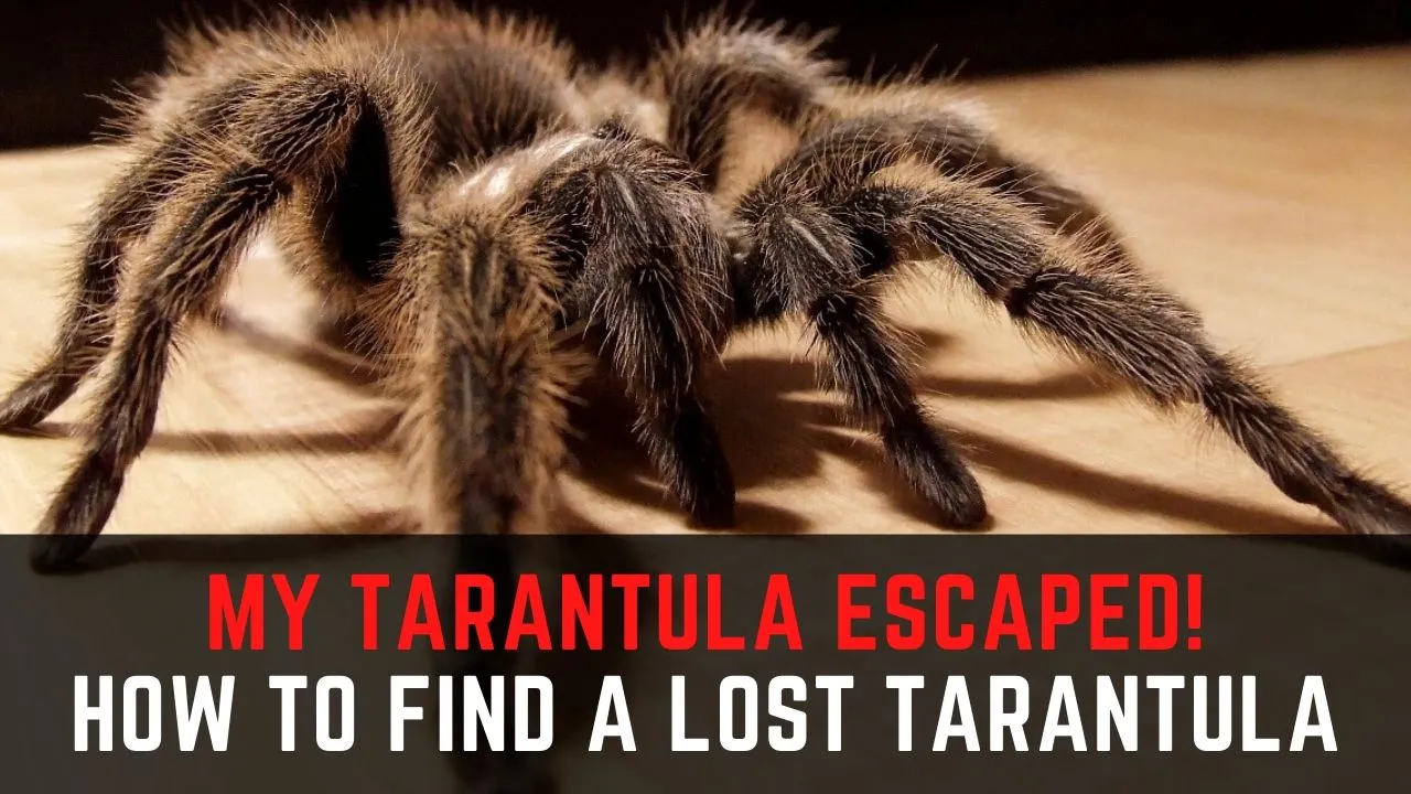 16266 tarantula molting