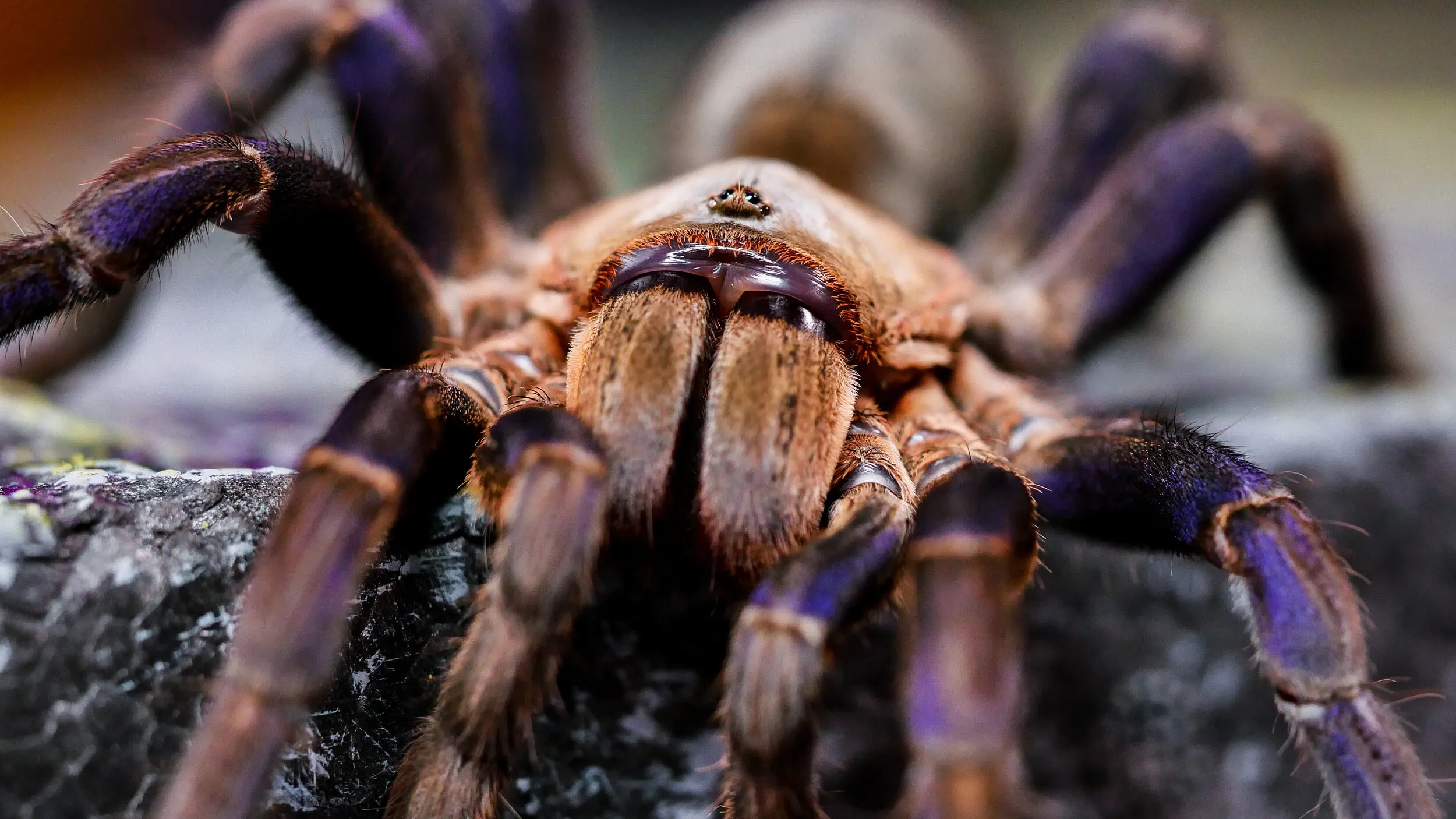 16266 tarantula substrate