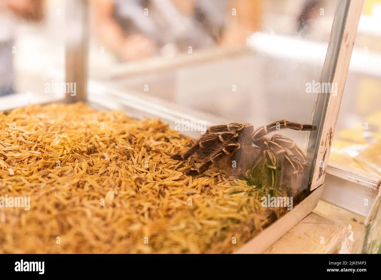 16267 tarantula tank decorations