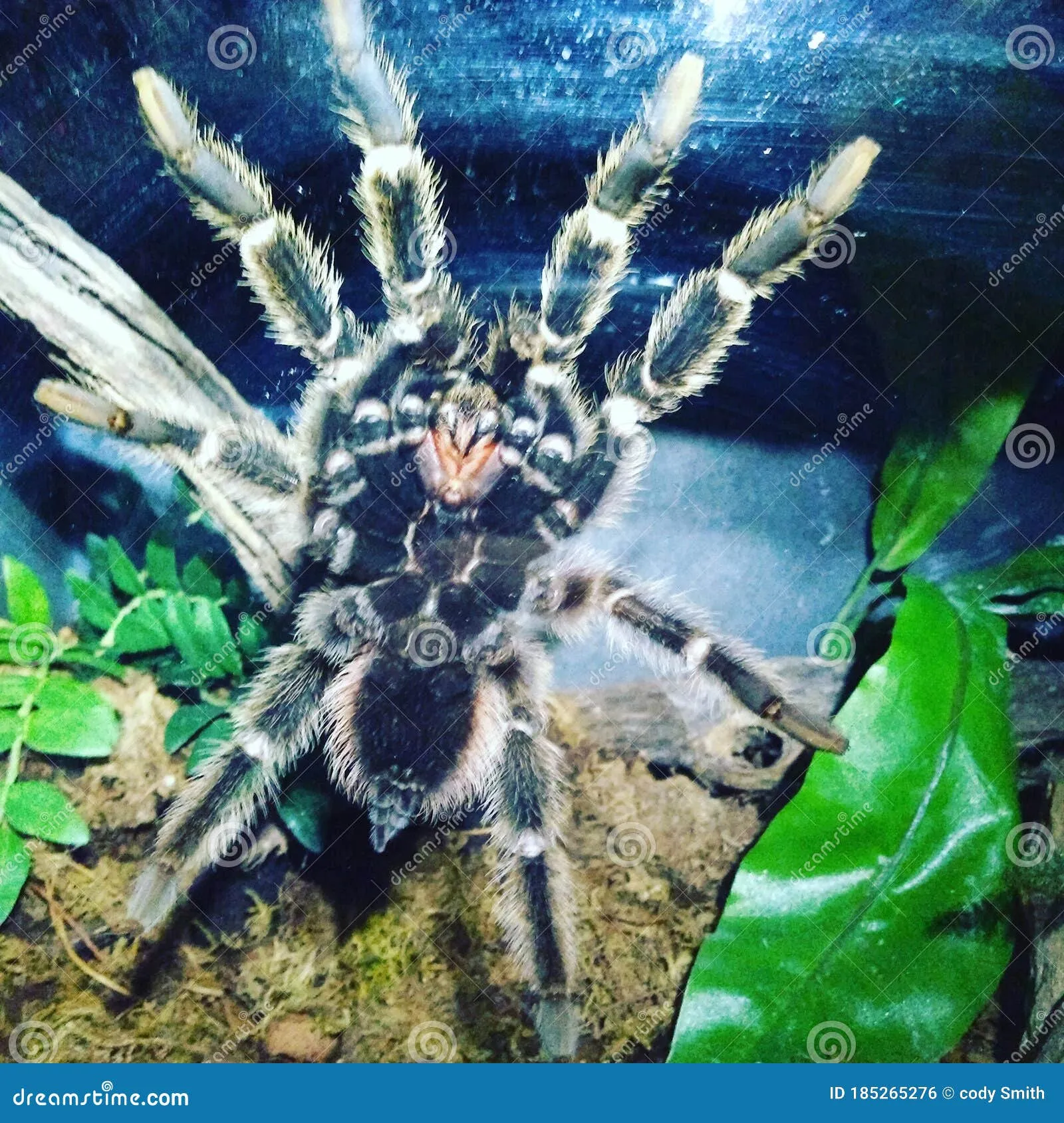 /img/16267-tarantula-tank-humidity.webp