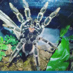 /img/16267-tarantula-tank-humidity.webp