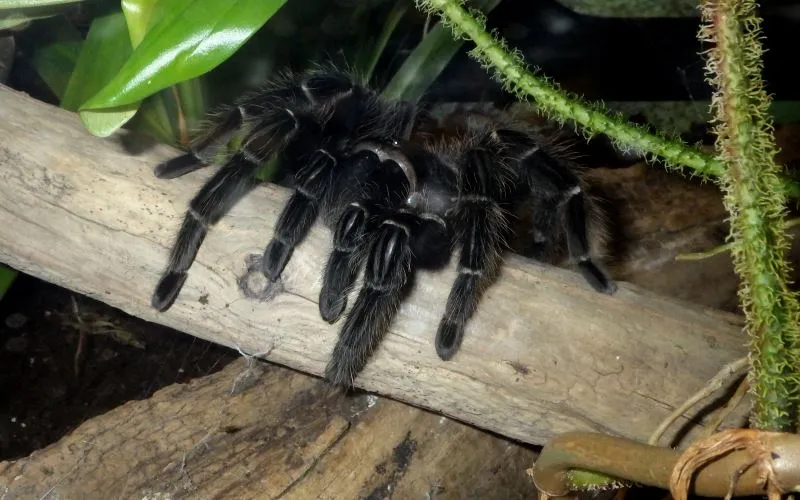 16268 pink bird tarantula prey