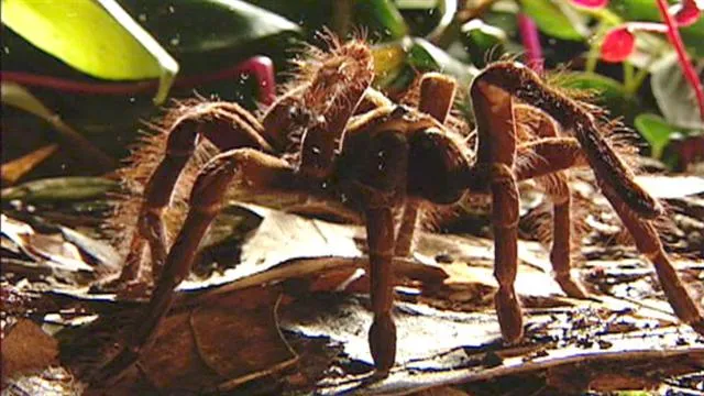 /img/16269-goliath-tarantula-close-up.webp