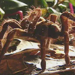 /img/16269-goliath-tarantula-close-up.webp