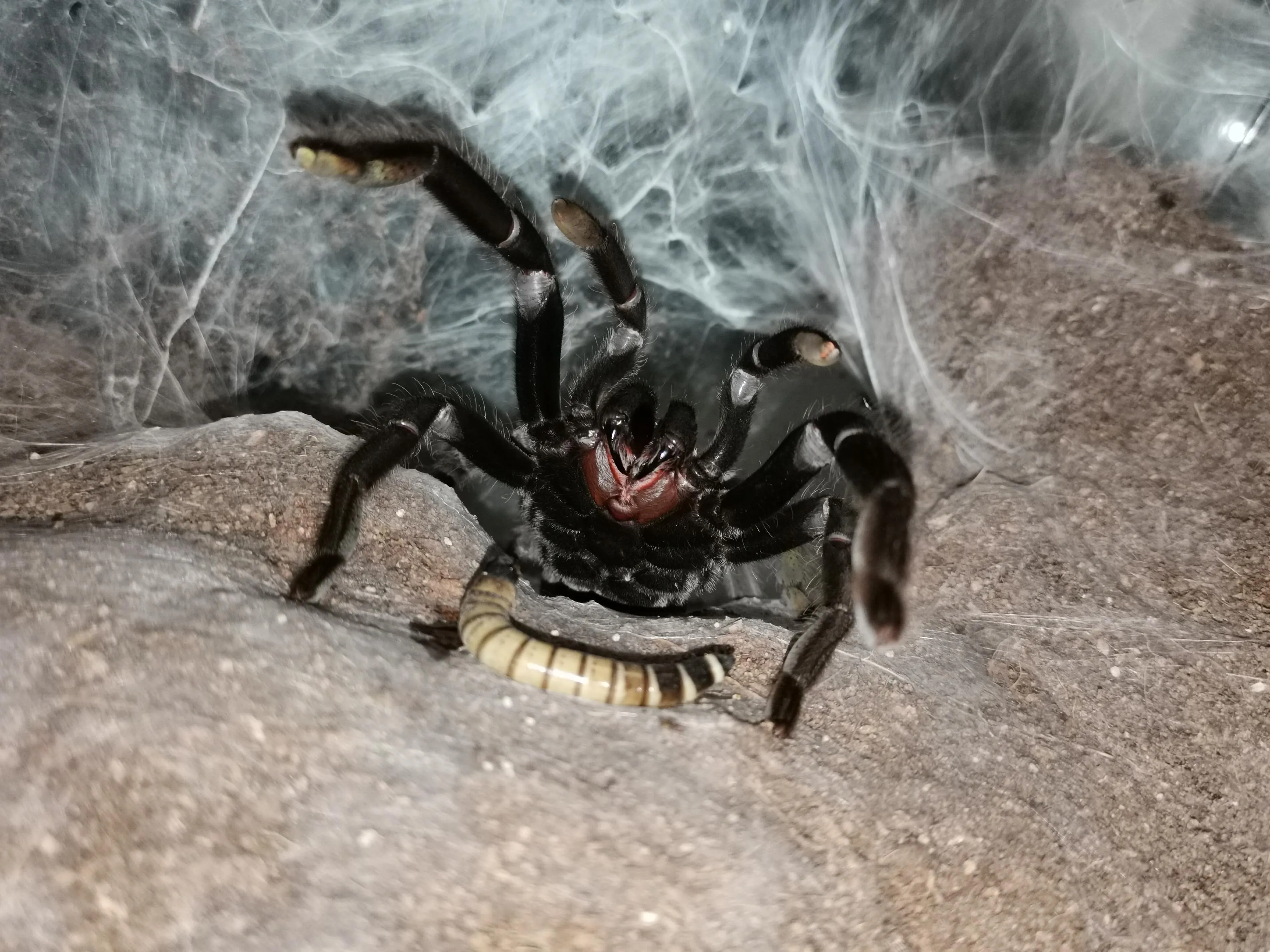 16269 goliath tarantula enclosure