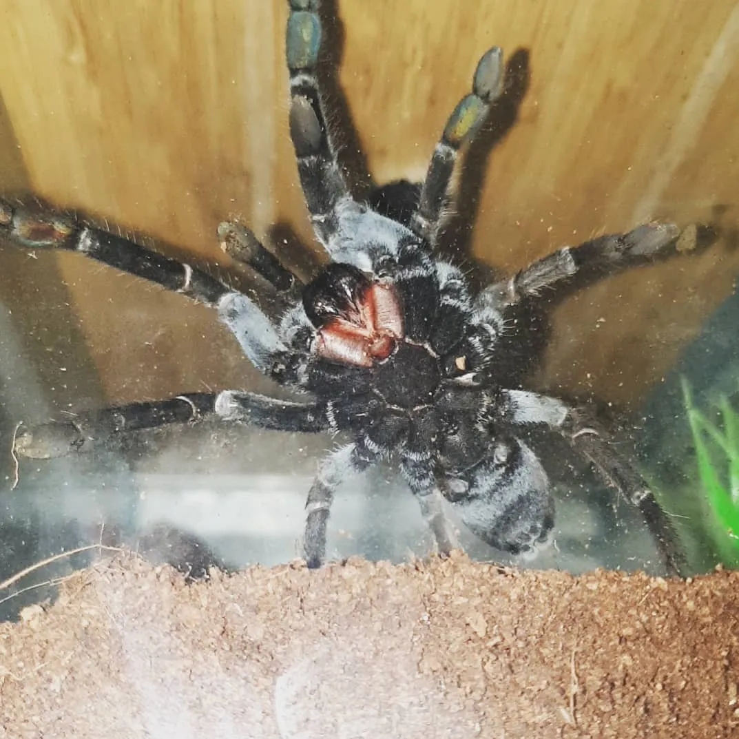 16269 goliath tarantula feeding