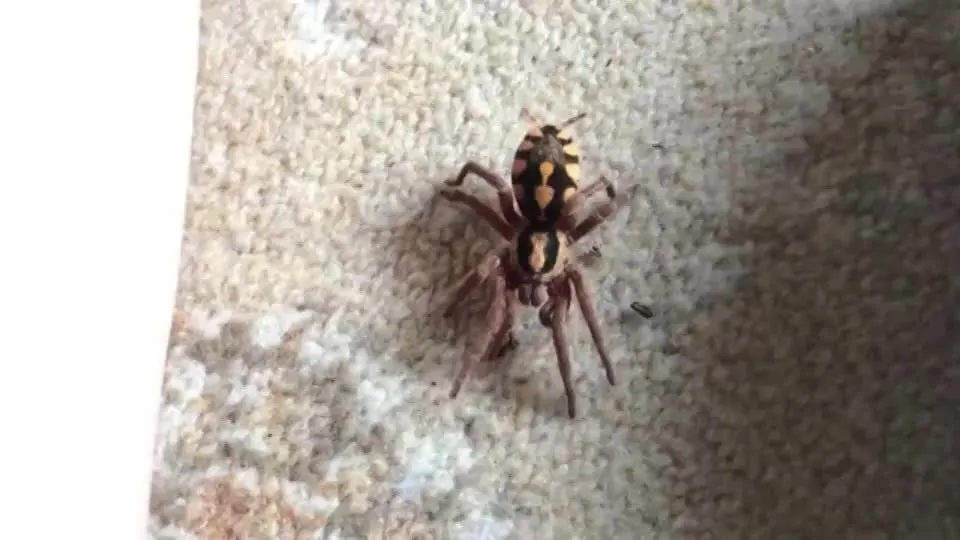 16269 goliath tarantula habitat