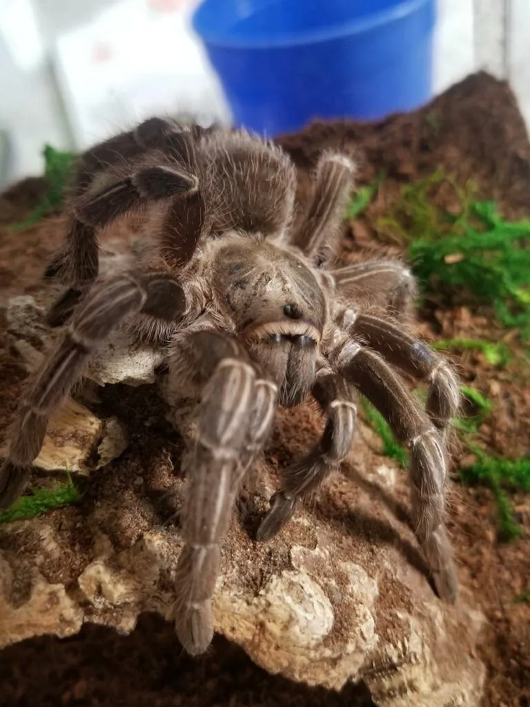 16269 goliath tarantula molting