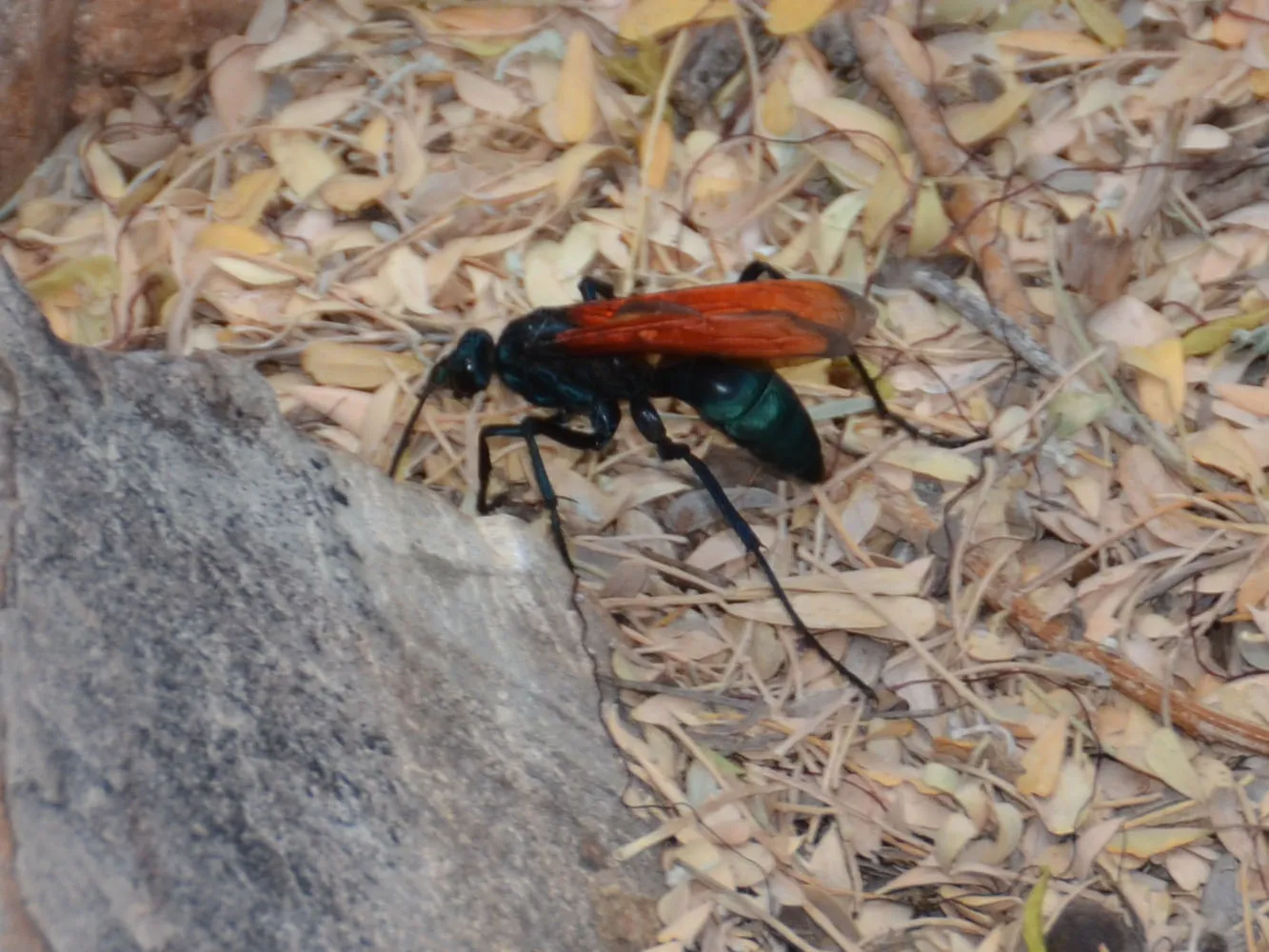 16271 tarantula hawk feeding