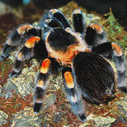 /img/16272-feeding-tarantula.webp