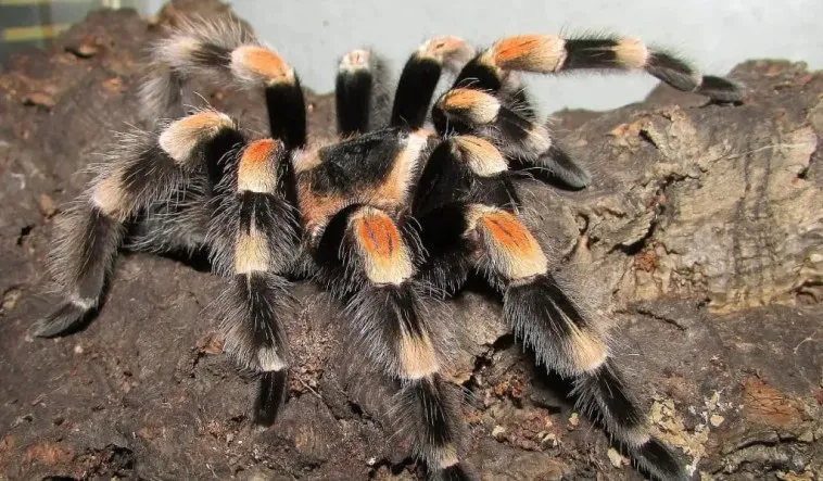 16272 male tarantula behavior