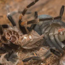 /img/16275-stuck-molt-tarantula.webp