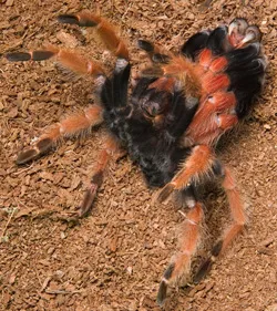 16275 tarantula molting
