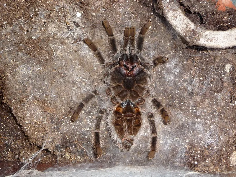 16275 tarantula pre molt