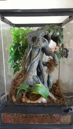 16276 humidity tarantula