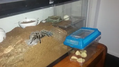 16276 substrate tarantula