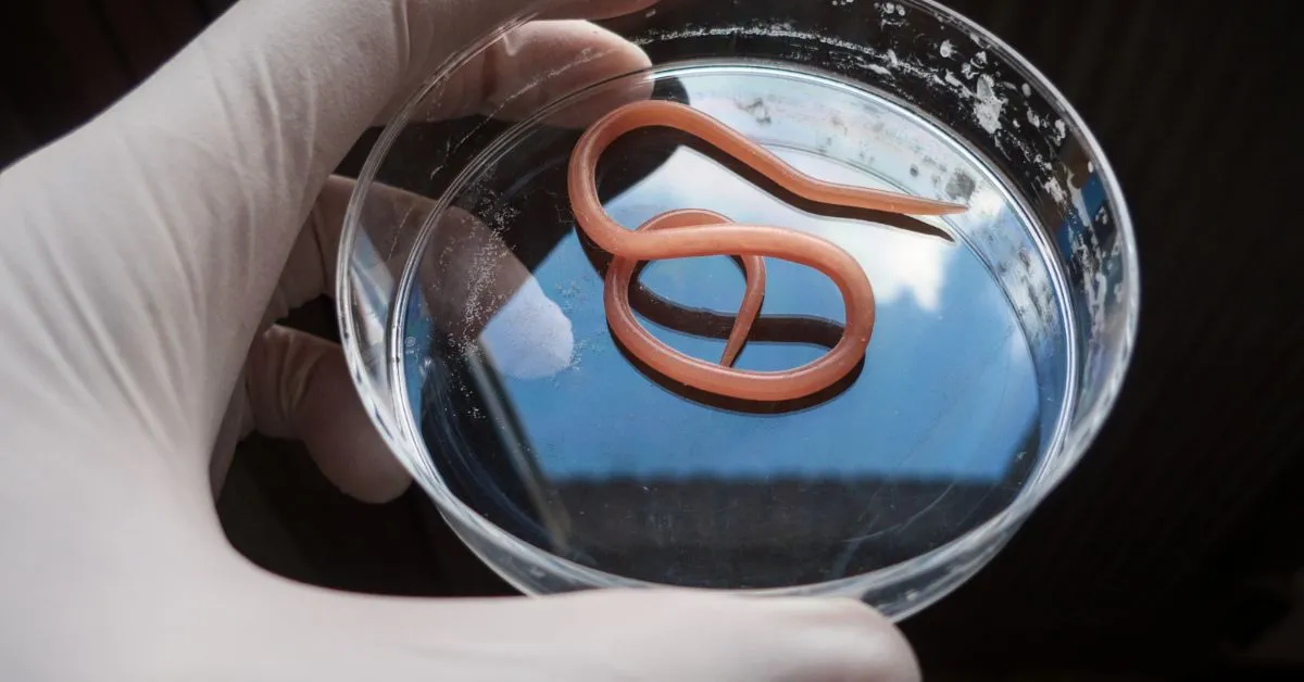 16277 tarantula enclosure cleaning