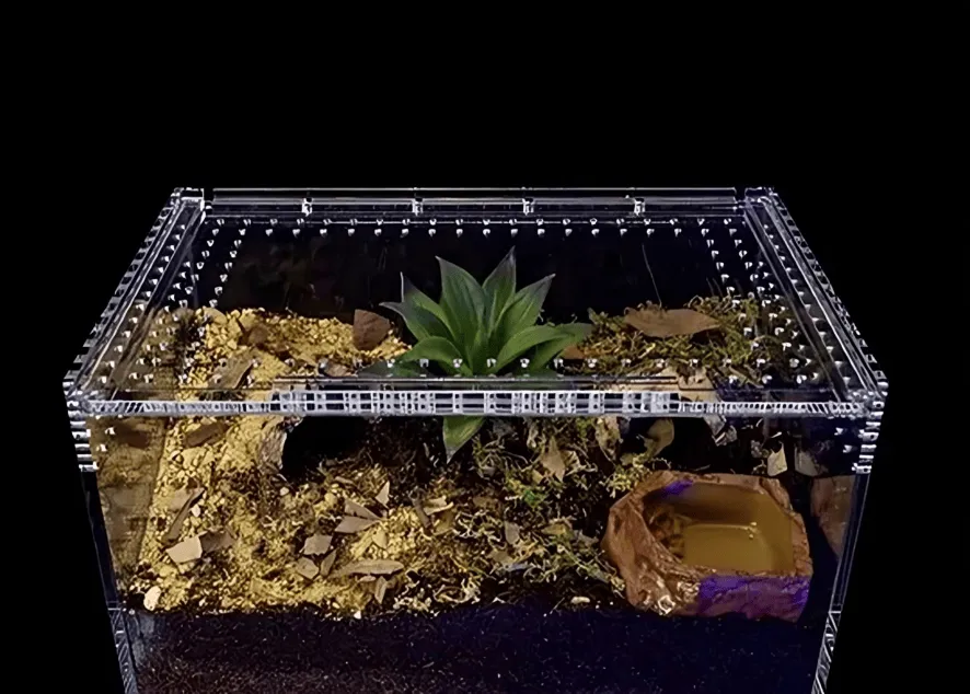 16277 tarantula healthy