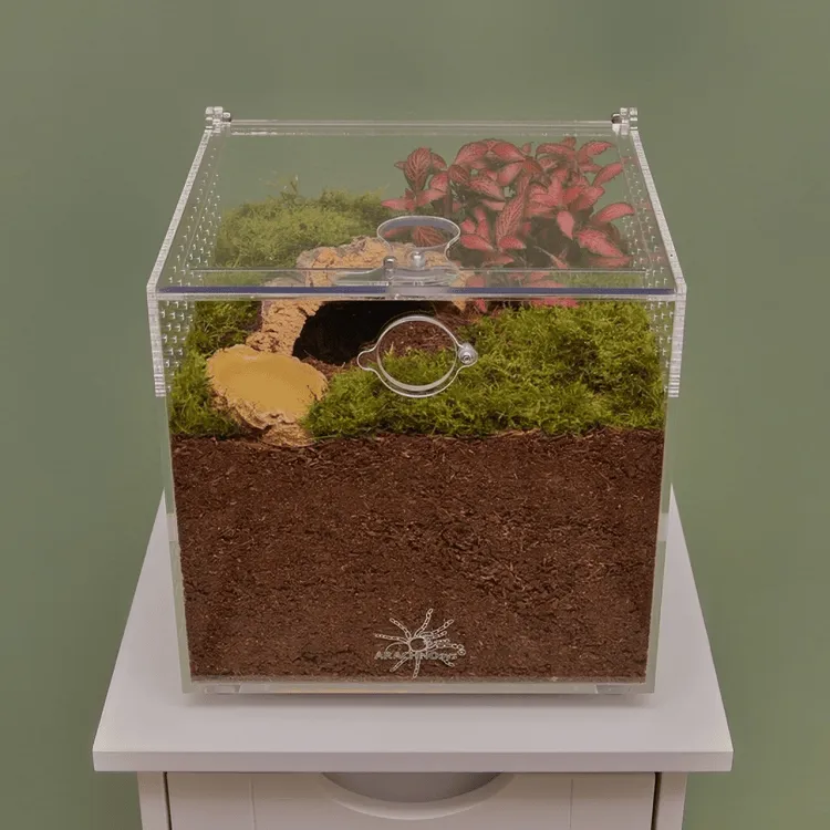 16277 tarantula mite treatment