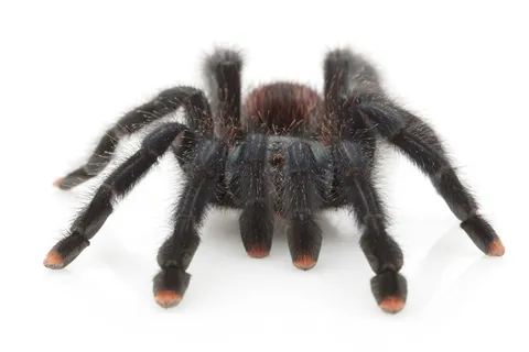 16280 p victorii tarantula breeding