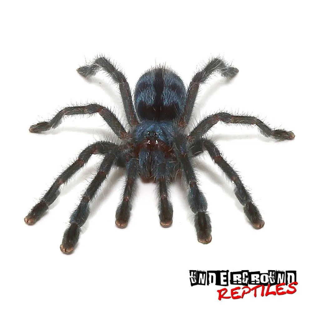 16280 p victorii tarantula feeding