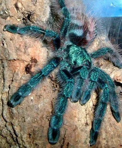 16280 p victorii tarantula habitat