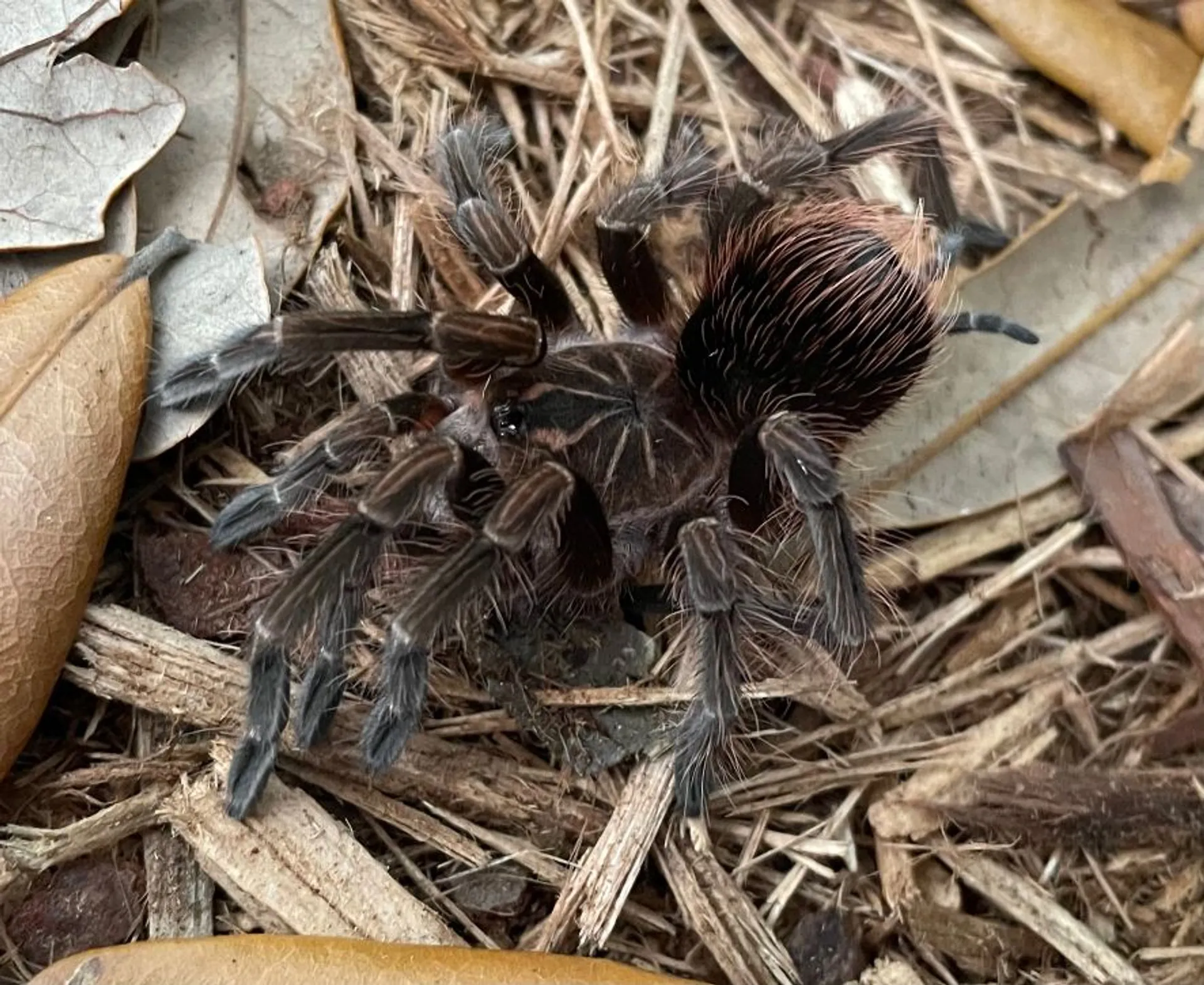 16280 p victorii tarantula handling