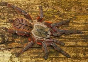 /img/16280-p-victorii-tarantula-safety.webp