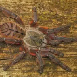/img/16280-p-victorii-tarantula-safety.webp