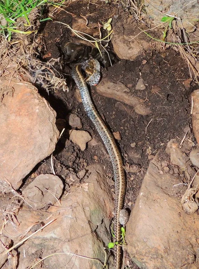 16281 desert tarantula