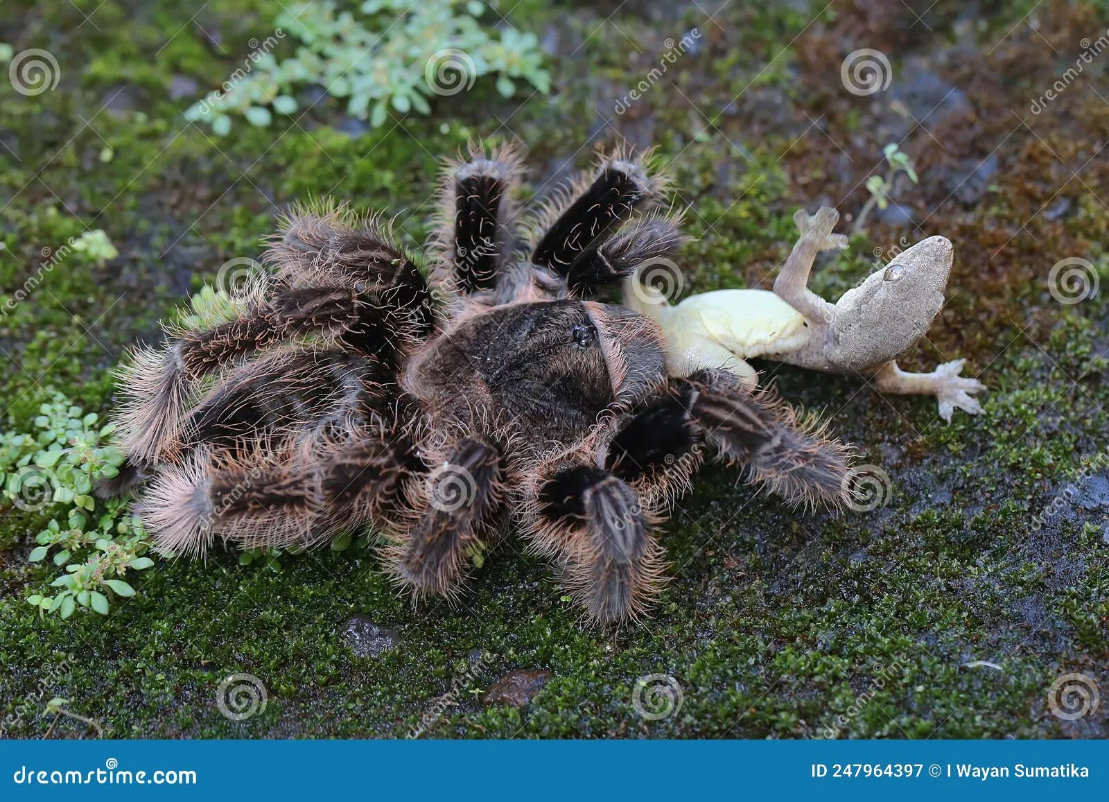 16281 lizard hunting tarantula