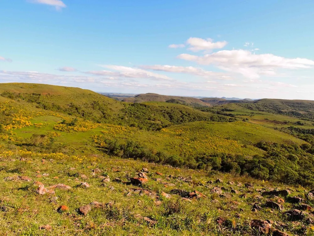 16281 mexican redknee tarantula