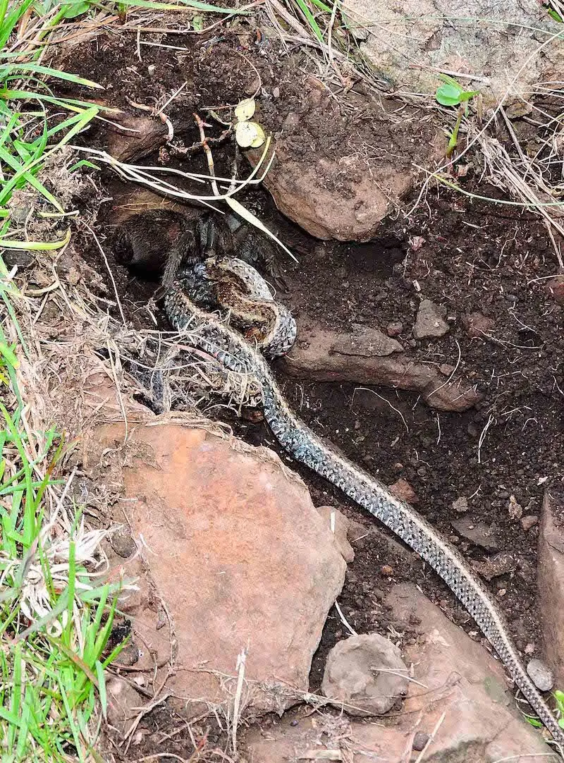 16281 texas brown tarantula